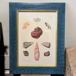 Seashells Print